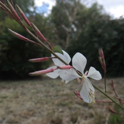 Oenothera lindheimeri (Clockweed) at Pollinator-friendly garden Conder - 15 Mar 2023 by michaelb