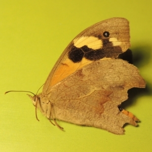 Heteronympha merope at Gordon, ACT - 18 Mar 2023