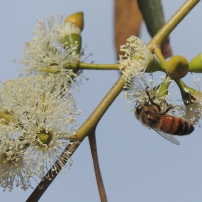Apis mellifera (European honey bee) at Conder, ACT - 19 Mar 2023 by MichaelBedingfield