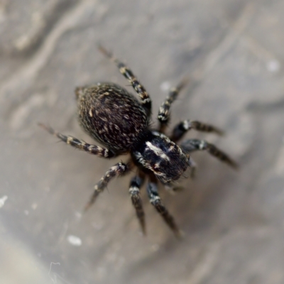Unidentified Jumping or peacock spider (Salticidae) at Florey, ACT - 28 Aug 2023 by KorinneM