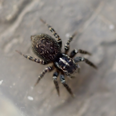 Salticidae (family) at  - suppressed by KorinneM