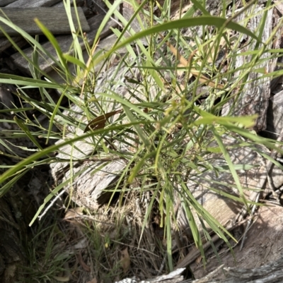 Acacia implexa (Hickory Wattle, Lightwood) at Kangaroo Valley, NSW - 30 Aug 2023 by lbradleyKV