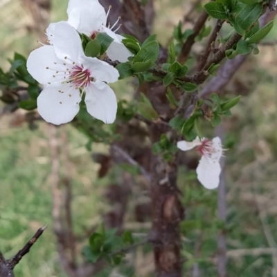 Prunus sp. (A Plum) at Wanniassa Hill - 29 Aug 2023 by KumikoCallaway