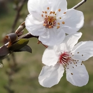 Prunus cerasifera at Fadden, ACT - 30 Aug 2023