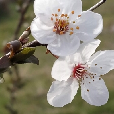 Prunus cerasifera (Cherry Plum) at Fadden, ACT - 29 Aug 2023 by KumikoCallaway