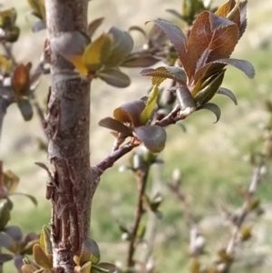 Prunus cerasifera at Fadden, ACT - 30 Aug 2023