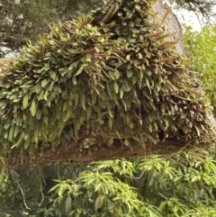 Pyrrosia rupestris (Rock Felt Fern) at Kangaroo Valley, NSW - 30 Aug 2023 by lbradley