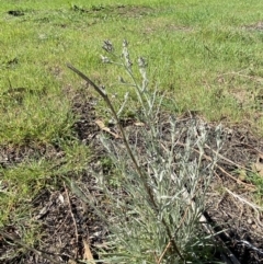 Senecio quadridentatus at Garran, ACT - 29 Aug 2023