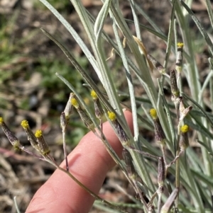 Senecio quadridentatus at Garran, ACT - 29 Aug 2023