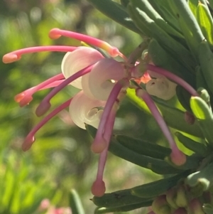 Grevillea iaspicula at Garran, ACT - 29 Aug 2023