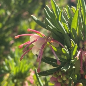 Grevillea iaspicula at Garran, ACT - 29 Aug 2023