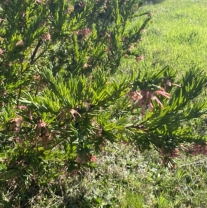 Grevillea iaspicula at Garran, ACT - 29 Aug 2023