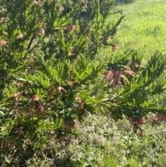 Grevillea iaspicula at Garran, ACT - 29 Aug 2023