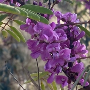 Indigofera australis subsp. australis at Hughes, ACT - 29 Aug 2023