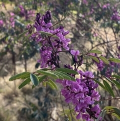 Indigofera australis subsp. australis at Hughes, ACT - 29 Aug 2023 01:40 PM