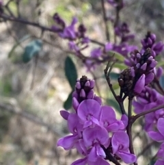 Indigofera australis subsp. australis at Hughes, ACT - 29 Aug 2023