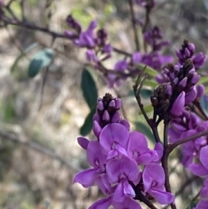 Indigofera australis subsp. australis at Hughes, ACT - 29 Aug 2023