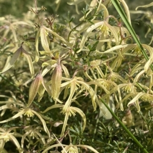 Clematis leptophylla at Hughes, ACT - 29 Aug 2023