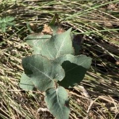 Eucalyptus bridgesiana (Apple Box) at Garran, ACT - 29 Aug 2023 by Tapirlord