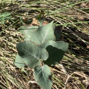 Eucalyptus bridgesiana at Garran, ACT - 29 Aug 2023