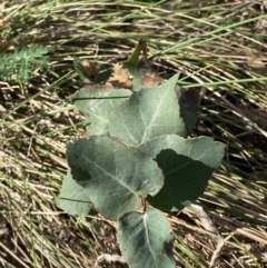 Eucalyptus bridgesiana at Garran, ACT - 29 Aug 2023