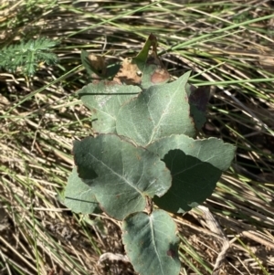 Eucalyptus bridgesiana at Garran, ACT - 29 Aug 2023 01:31 PM