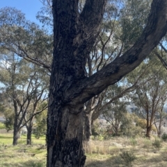 Eucalyptus bridgesiana at Garran, ACT - 29 Aug 2023