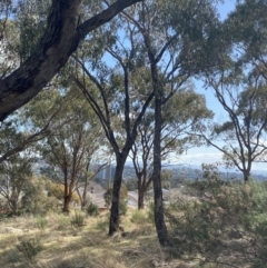 Eucalyptus bridgesiana at Garran, ACT - 29 Aug 2023 01:31 PM