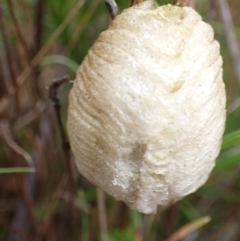 Mantodea (order) (Unidentified praying mantis) at Mount Majura - 30 Aug 2023 by Evie