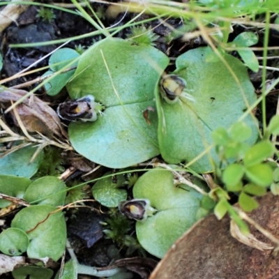 Corysanthes incurva (Slaty Helmet Orchid) at Point 4081 - 20 Aug 2023 by CathB