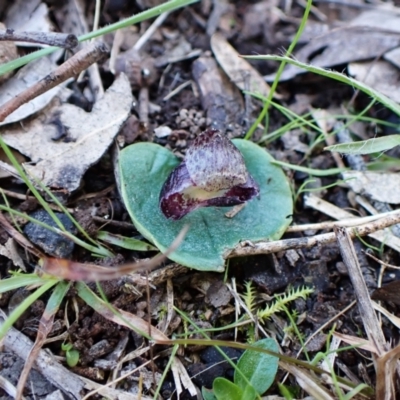 Corysanthes incurva (Slaty Helmet Orchid) at Belconnen, ACT - 25 Aug 2023 by CathB