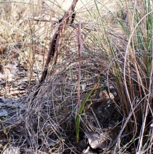 Lyperanthus suaveolens at Belconnen, ACT - suppressed