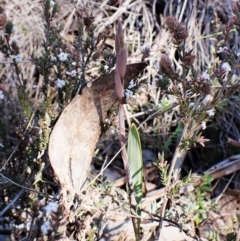 Lyperanthus suaveolens at Belconnen, ACT - suppressed