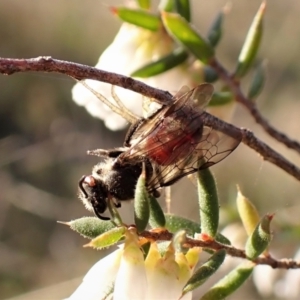 Lasioglossum (Parasphecodes) sp. (genus & subgenus) at Belconnen, ACT - 26 Aug 2023 04:44 PM