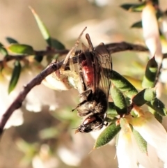 Lasioglossum (Parasphecodes) sp. (genus & subgenus) at Belconnen, ACT - 26 Aug 2023 04:44 PM