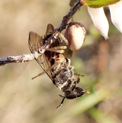 Australomisidia sp. (genus) at Belconnen, ACT - 26 Aug 2023