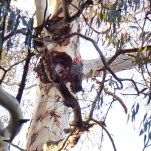 Callocephalon fimbriatum (identifiable birds) at Cook, ACT - 25 Aug 2023