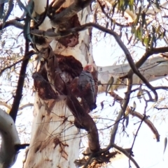 Callocephalon fimbriatum (identifiable birds) at Cook, ACT - 25 Aug 2023