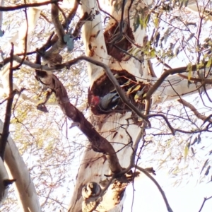 Callocephalon fimbriatum (identifiable birds) at Cook, ACT - 25 Aug 2023