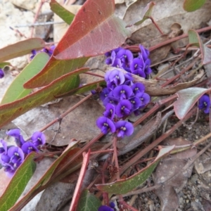 Hardenbergia violacea at Bombay, NSW - 30 Aug 2023