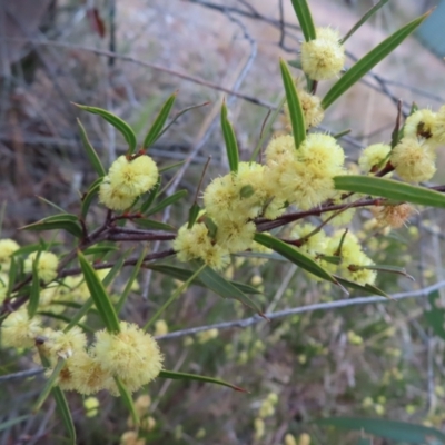 Acacia siculiformis (Dagger Wattle) at Bombay, NSW - 30 Aug 2023 by MatthewFrawley