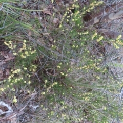 Acacia siculiformis at Bombay, NSW - 30 Aug 2023