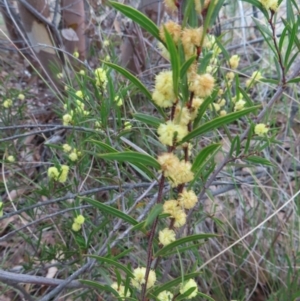 Acacia siculiformis at Bombay, NSW - 30 Aug 2023