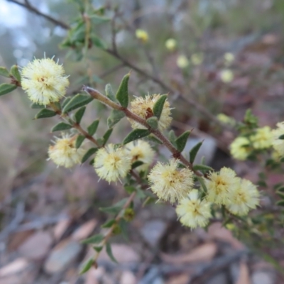 Acacia gunnii (Ploughshare Wattle) at Bombay, NSW - 30 Aug 2023 by MatthewFrawley