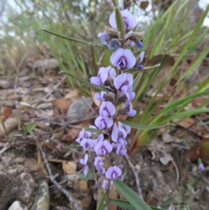 Hovea heterophylla at Bombay, NSW - 30 Aug 2023 02:19 PM
