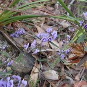 Hovea heterophylla at Bombay, NSW - 30 Aug 2023