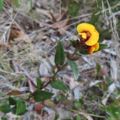 Mirbelia platylobioides (Large-flowered Mirbelia) at Bombay, NSW - 30 Aug 2023 by MatthewFrawley