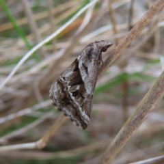 Dichromodes stilbiata (White-barred Heath Moth) at Bombay, NSW - 30 Aug 2023 by MatthewFrawley