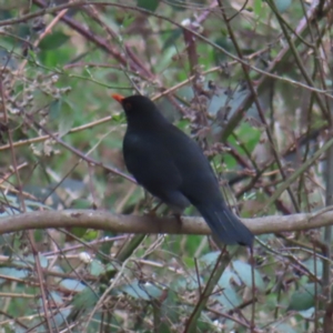 Turdus merula at Braidwood, NSW - 30 Aug 2023 02:42 PM