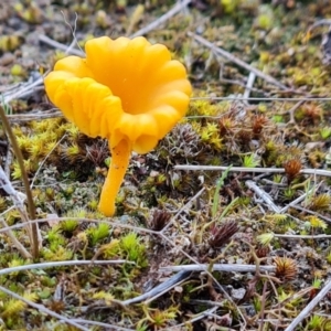 Lichenomphalia chromacea at Jerrabomberra, ACT - 30 Aug 2023